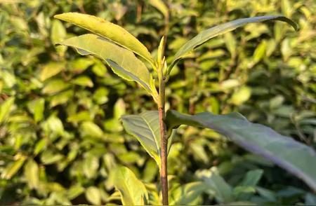 徽州古城梦幻之旅：细品黄山毛峰茶香