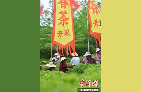 福州春季茶园开启：中国茉莉花茶传统传承