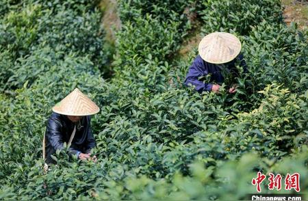 黄山毛峰春茶开始采摘