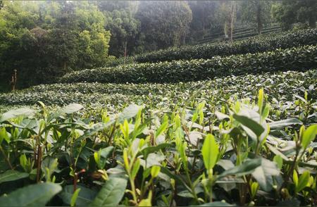 杭州西湖龙井茶：从采摘到品鉴的完整历程