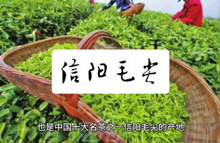 信阳毛尖：一杯绿茶的千年文化传承