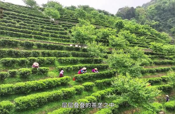 梅州春季新茶上市，视频与图片带你领略！