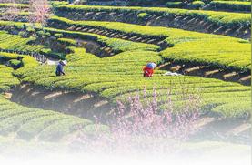 春季茶园：新茶季节的芬芳