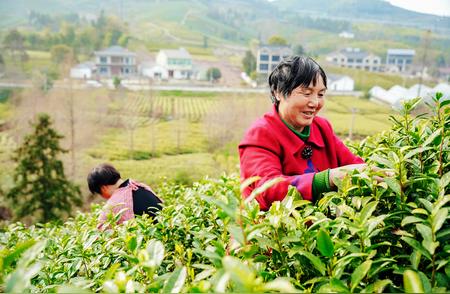 小茶叶蜕变：如何成为惠民的重要产业？