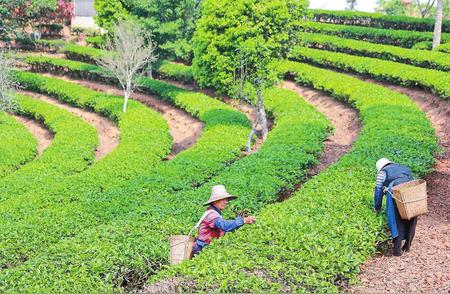 春季来临，普洱茶叶迎来采摘季节