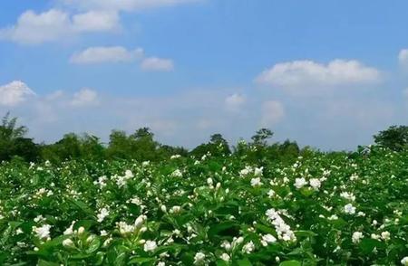 探索福州的香醇宝藏：茉莉花茶的故事