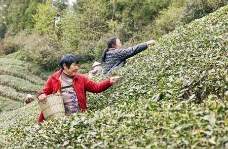 东白山春茶等你来采摘，高山茶园迎来收获季节