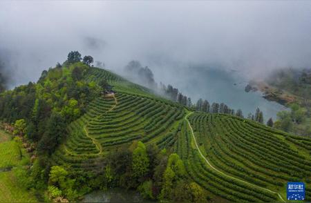 春日经济复苏：春茶成为消费增长的新引擎