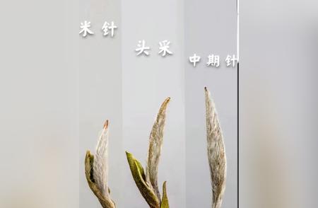 白毫银针：鉴别珍贵之技