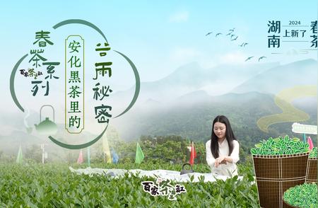 探秘湖南春茶：安化黑茶谷雨时节的奥秘