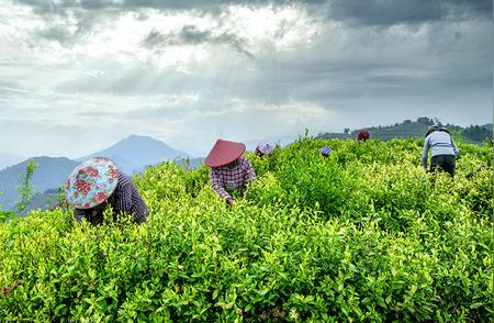 安徽绩溪春茶：一亩地的收获与支出