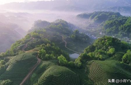 寻对下联高手，挑战：旧谱最称蒙顶茶