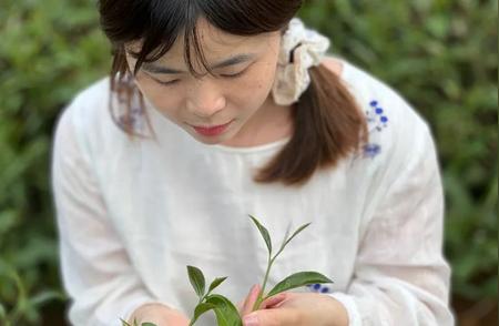 武夷山春茶季遭遇多雨天气，岩茶品质是否受影响？