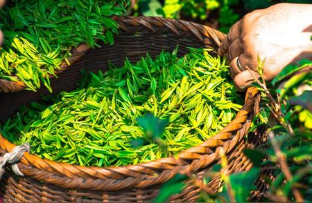 四季茶韵：春茶与秋茶的独特风味