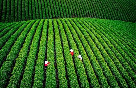 径山茶品牌估值飙升至35.69亿元：揭秘其背后的金色成功之道