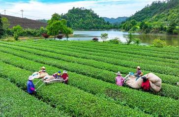 夏季茶叶进入机械化采收高潮