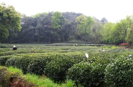 龙井茶：从田间到茶杯的旅程