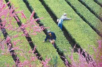 湖北咸丰的茶叶产业：从小叶到大经济
