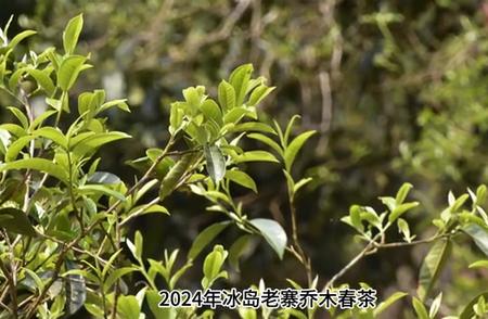 2024年春季新茶：冰岛老寨乔木茶现货发售