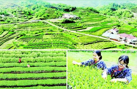 六安特产：“瓜片”茶香溢满小山村