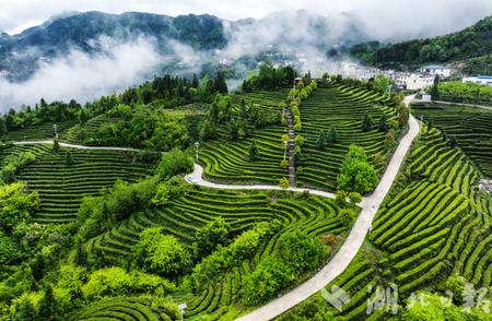 巴东茶叶：揭秘一片叶子的魅力所在