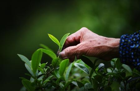 2024年茶产业挑战解析：解决行业低迷的策略