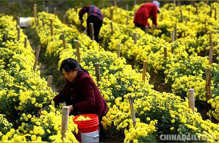 龙胜冬采：广西菊花季的繁忙景象