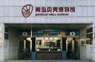 青岛博物馆惊现价值600万的小海螺，海味十足，你去过吗？