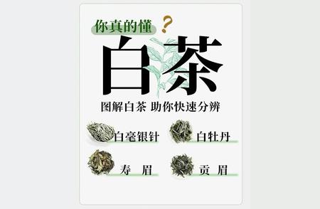 解密白茶：你真的了解这种茶吗？