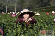 杭州梅家坞：西湖龙井春茶的盛宴