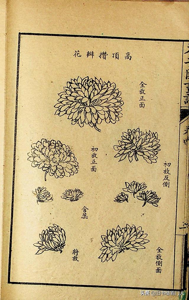 艺术类学画必修之书－《芥子园画谱·菊谱》