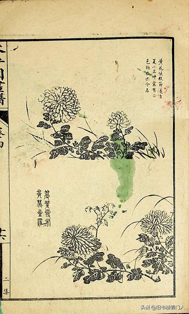 艺术类学画必修之书－《芥子园画谱·菊谱》