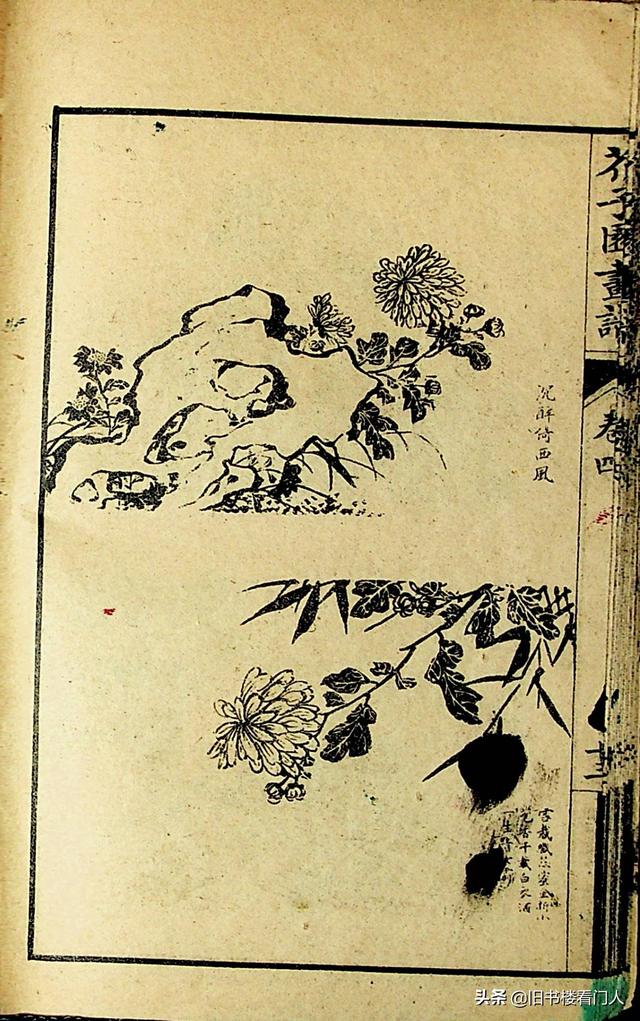 艺术类学画必修之书－《芥子园画谱·菊谱》