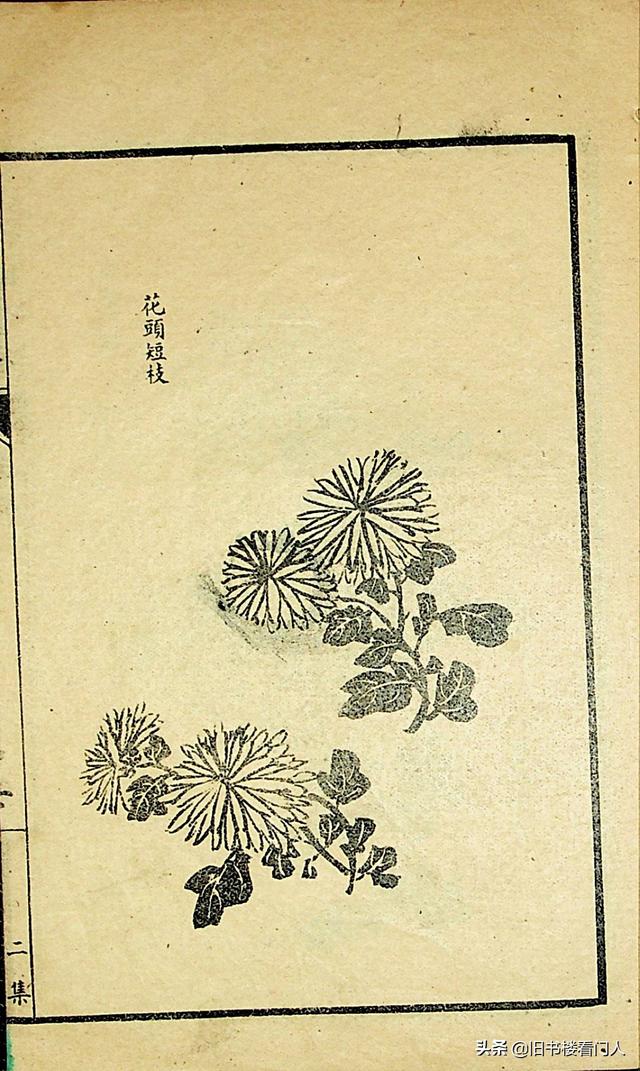 艺术类学画必修之书－《芥子园画谱·菊谱》