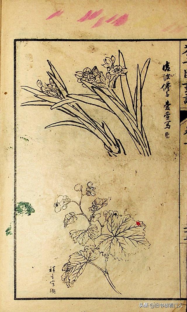 艺术类学画必修之书－《芥子园画谱·草虫花卉谱》