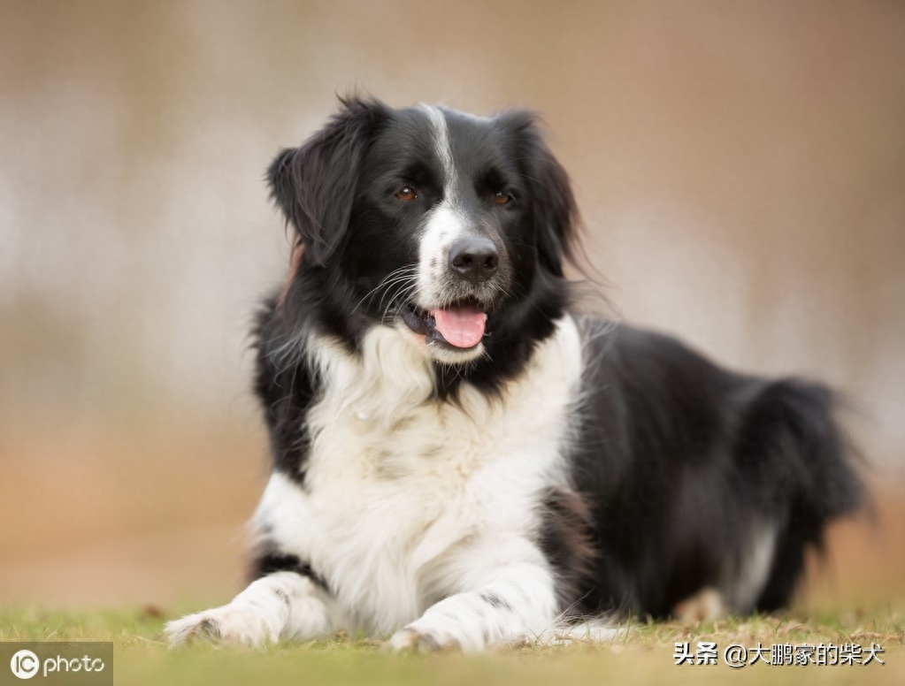 狗狗届的IQ大佬，边境牧羊犬