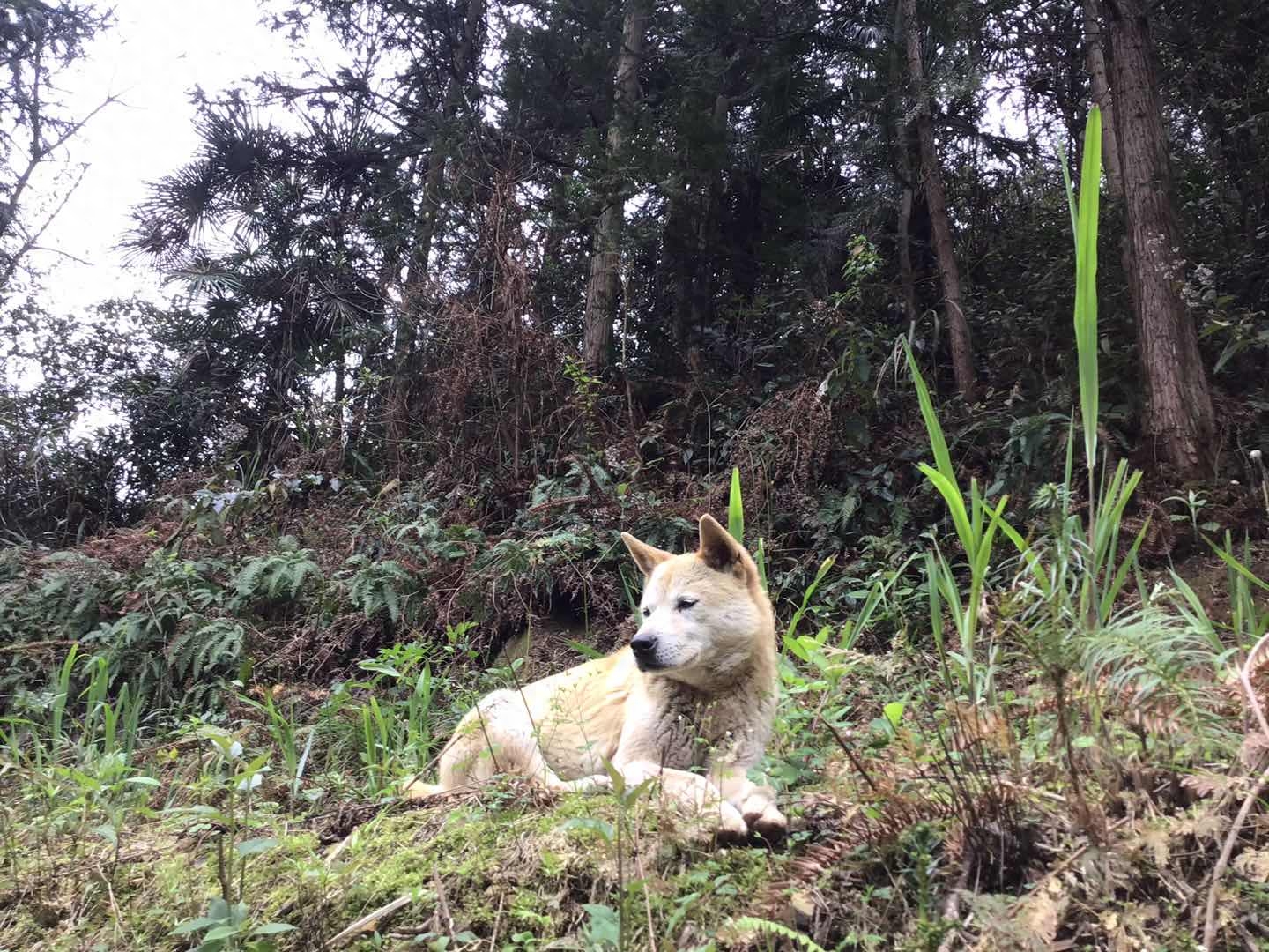 中华田园犬在山上自由自在玩的时候，三连拍，宠物狗羡慕吧？