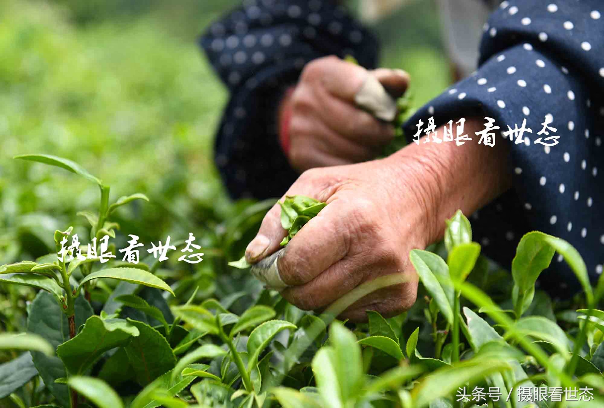 高温下的劳动者，这些农村妇女冒着酷暑上山赶采夏茶，日收入百元