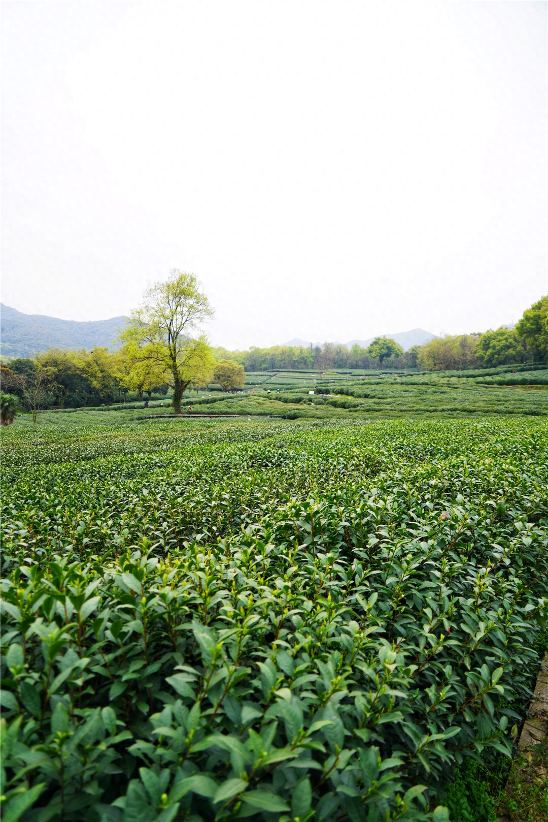 清明游西湖，来看看龙井茶是生长在什么环境下的吧