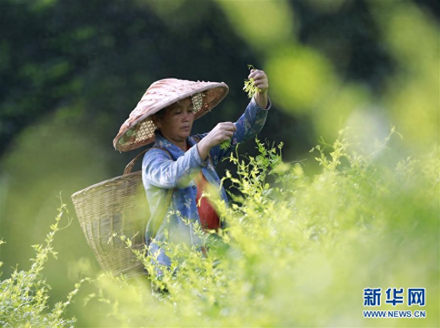 湖南张家界：“长寿藤茶”秋茶采摘忙