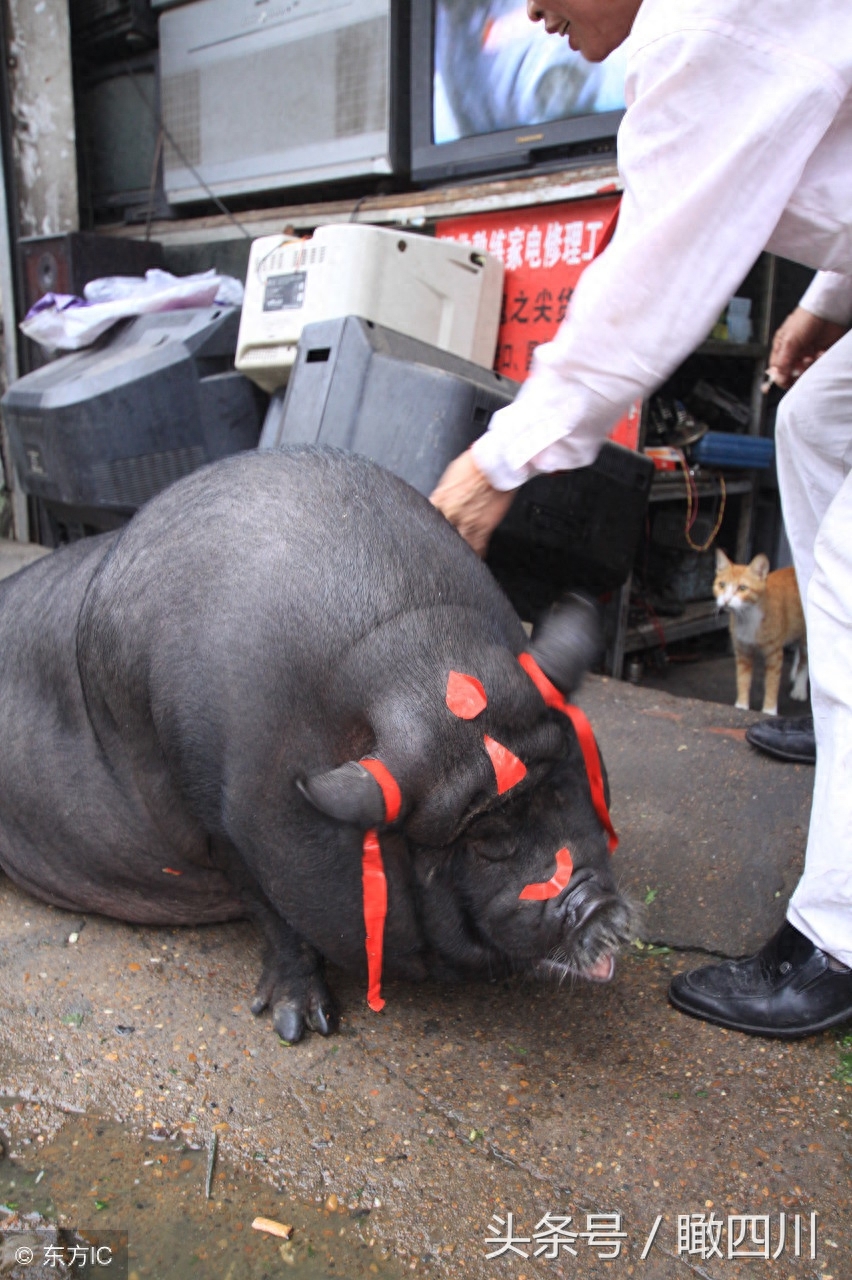 迷你宠物猪变大肥猪，回头率高，吸引路人围观