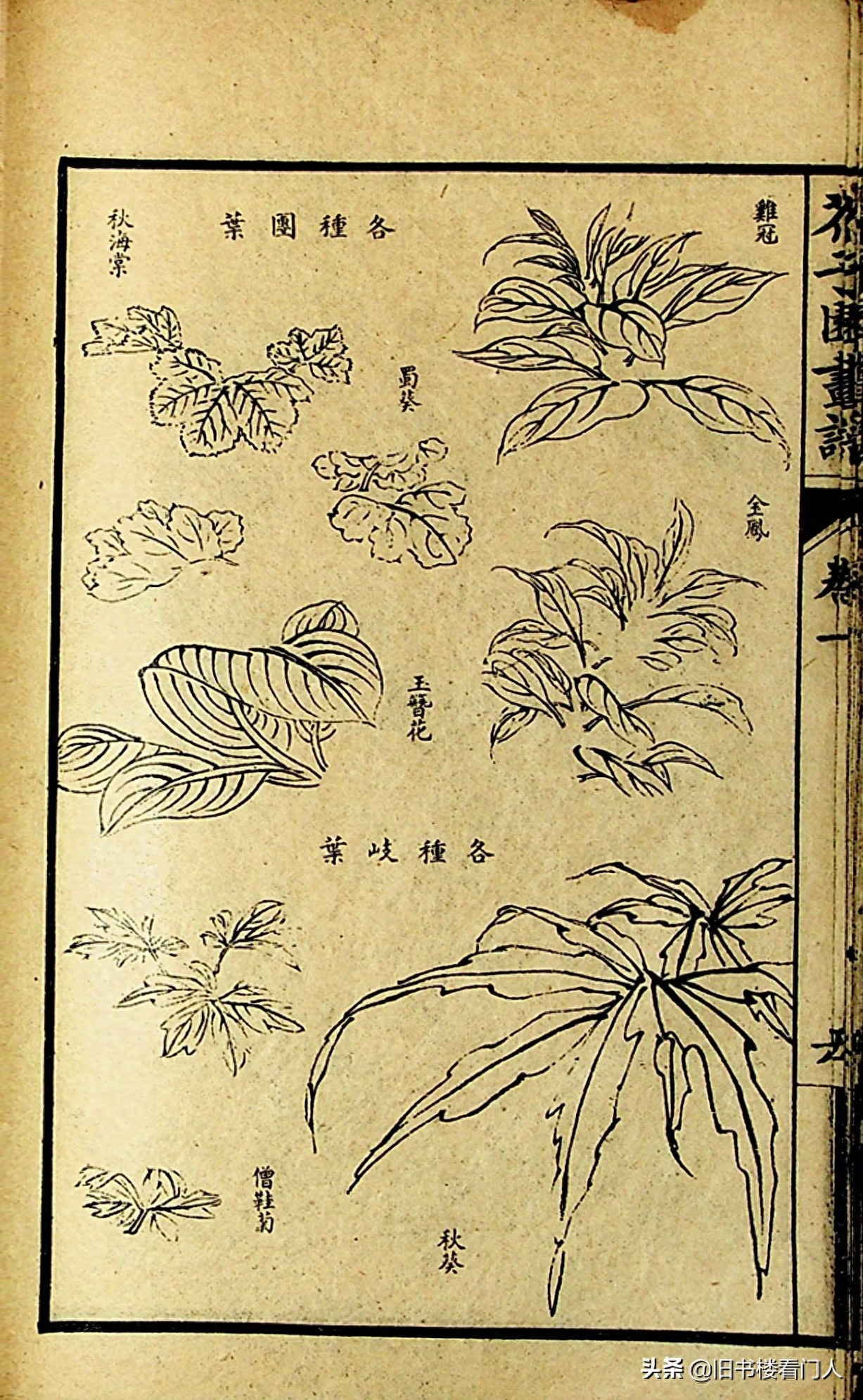 艺术类学画必修之书－《芥子园画谱·草虫花卉谱》