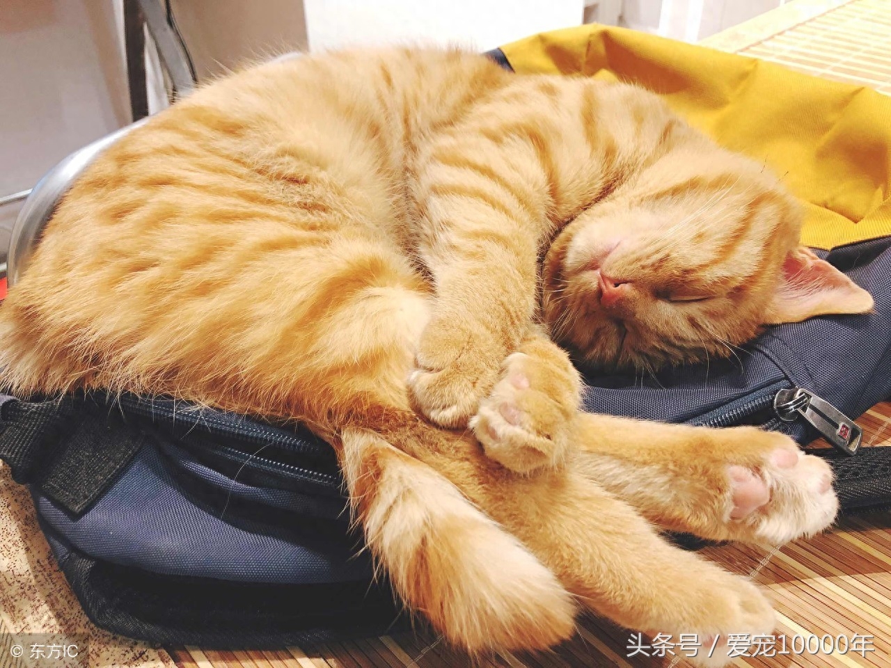 虎斑猫的爱情：重生了100万次，爱上这只白猫后，愿一起去死