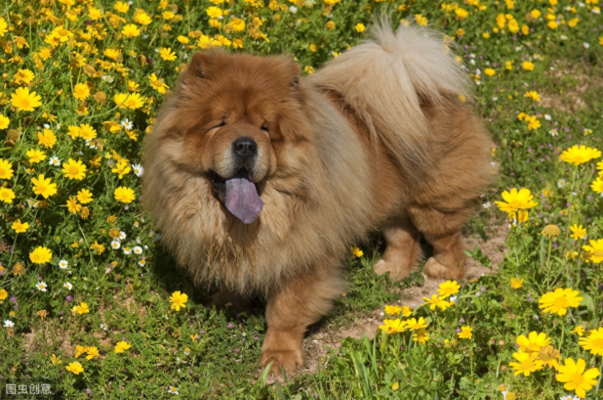 毛茸茸的松狮犬有没有心动啊