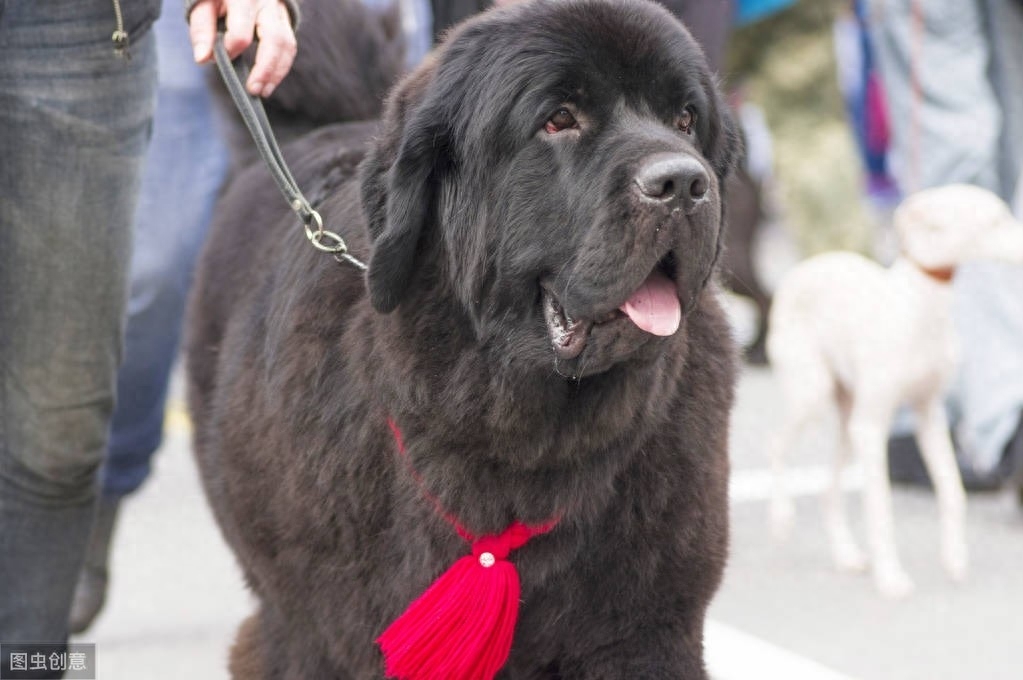 十种平均寿命较短的犬种，想要它们陪主人更久，恐怕它们也做不到